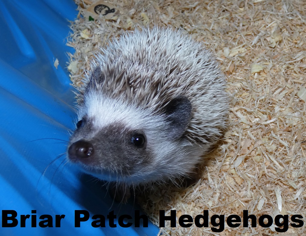 Briar Patch Hedgehogs, Hedgehog Breeder in Washington StateBriar Patch