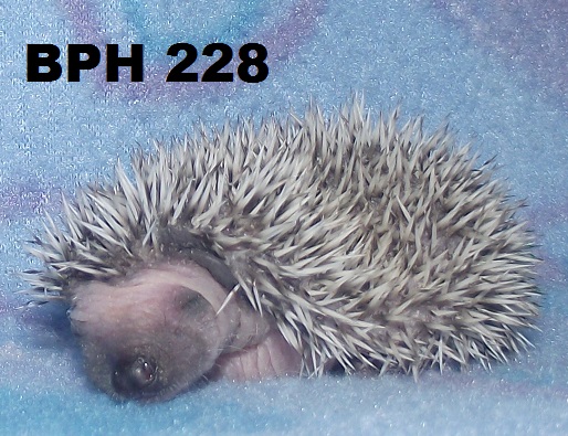 bph 228 green - Briar Patch HedgehogsBriar Patch Hedgehogs