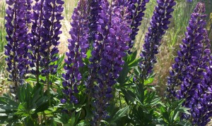 lupine