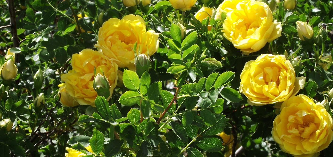 wide rose pic - Briar Patch HedgehogsBriar Patch Hedgehogs