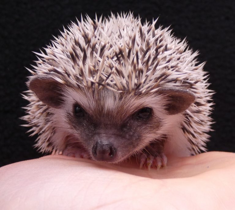 Briar Patch Hedgehogs, Hedgehog Breeder in Washington StateBriar Patch