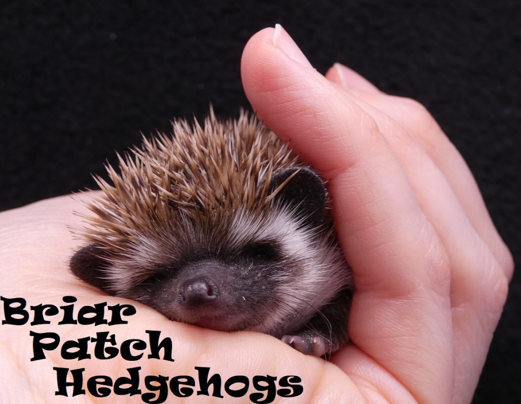 Briar Patch Hedgehogs, Hedgehog Breeder in Washington StateBriar Patch