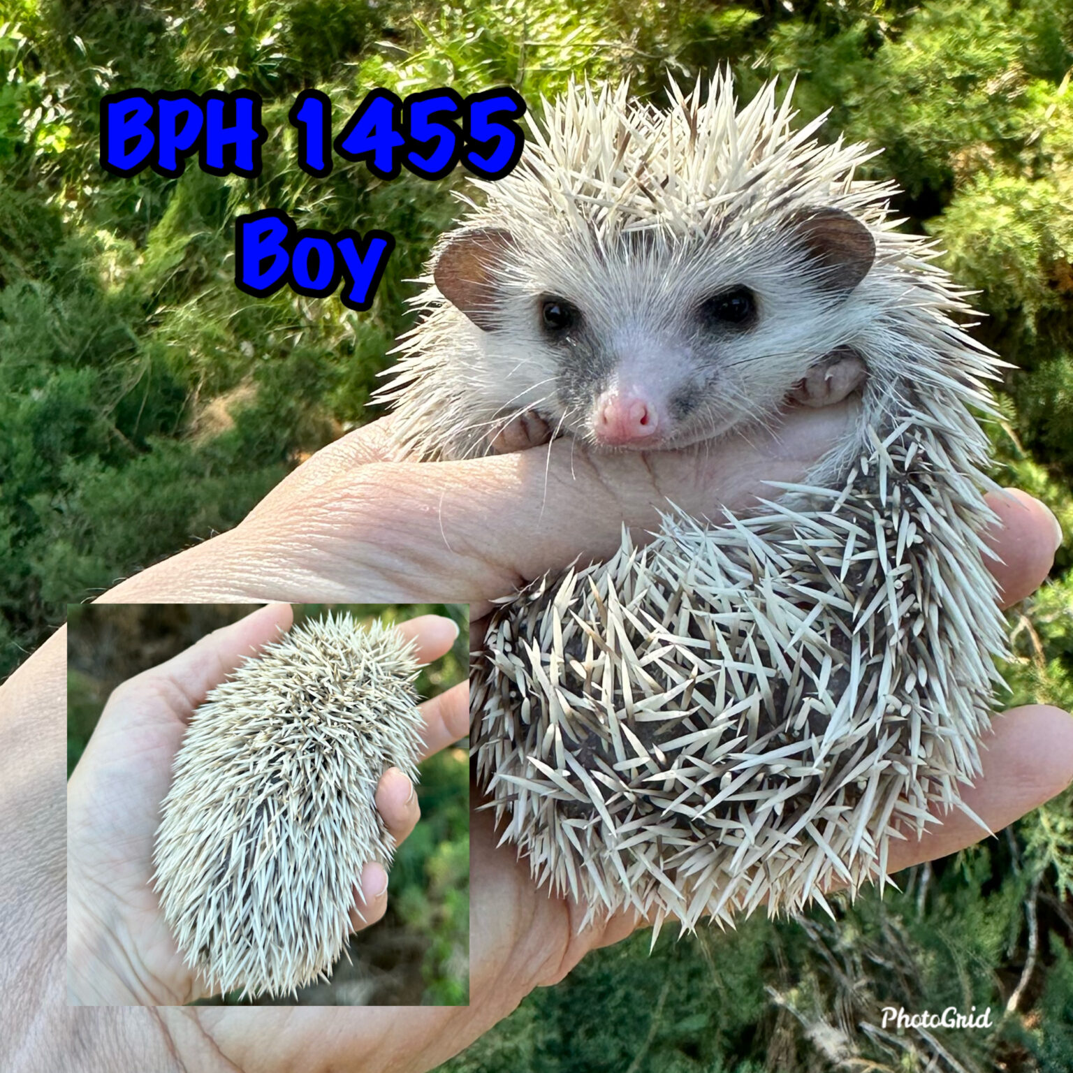 Hedgehogs for sale in Washington StateBriar Patch Hedgehogs