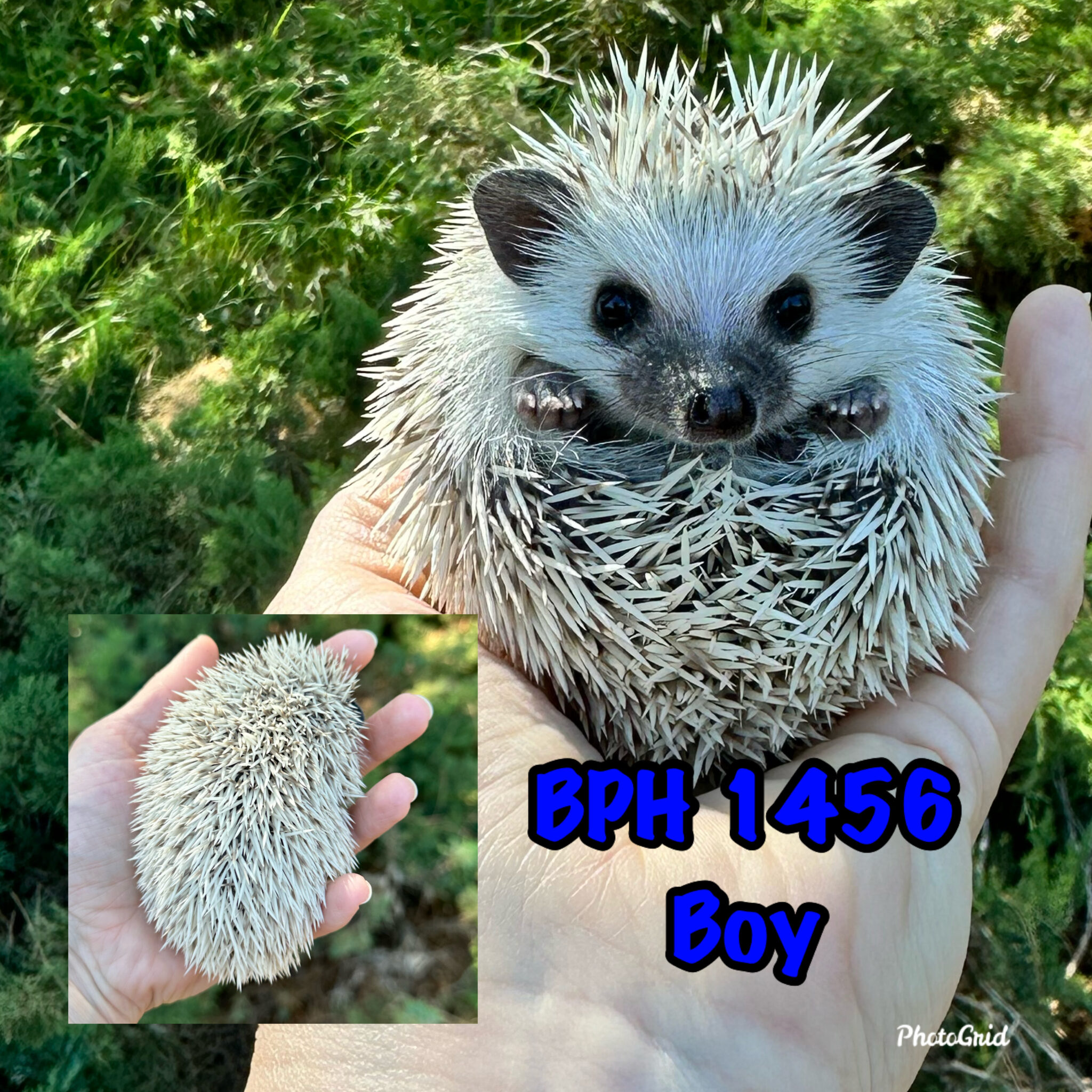 Hedgehogs for sale in Washington StateBriar Patch Hedgehogs