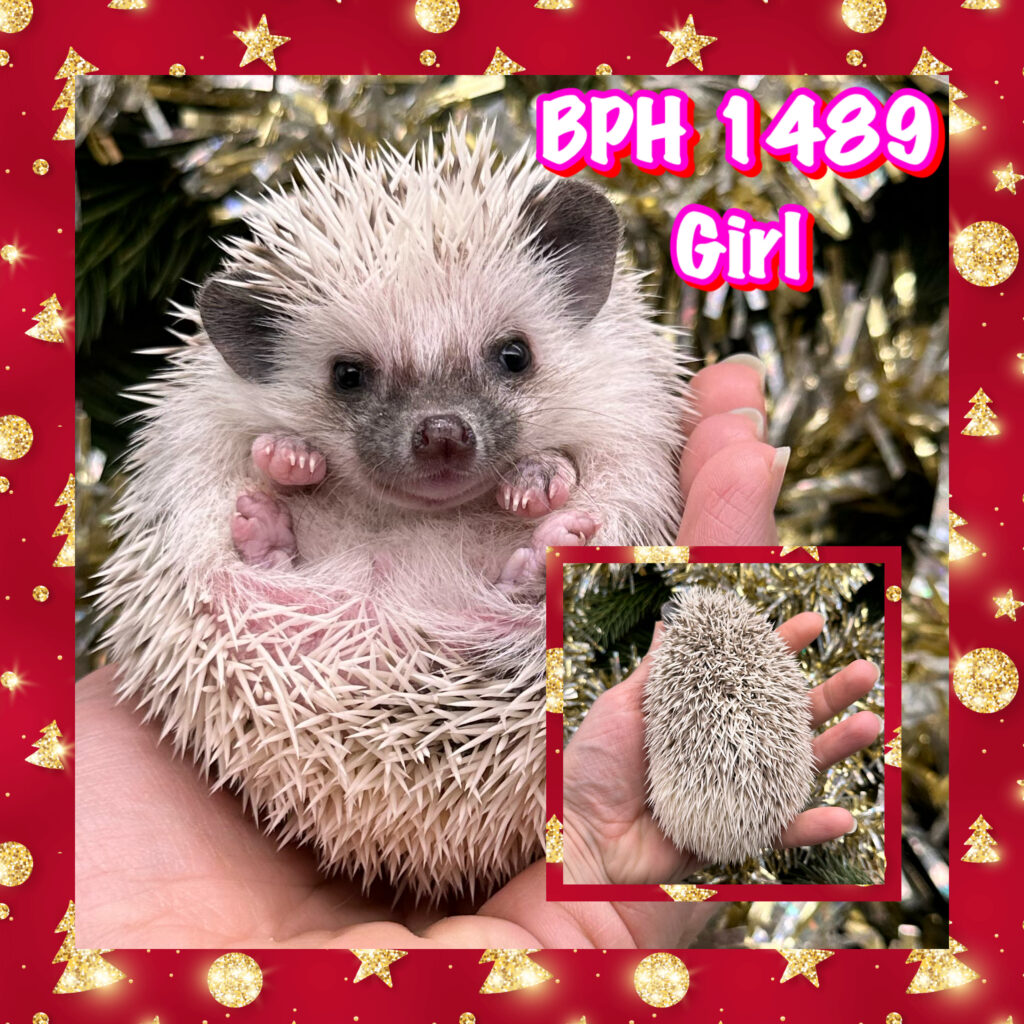 Hedgehogs for sale in Washington StateBriar Patch Hedgehogs